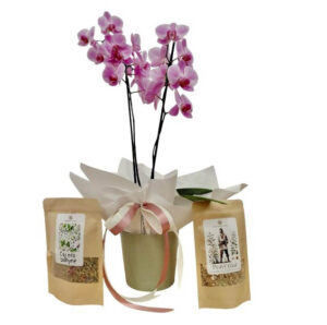 Phalaenopsis s bylinkovým čajem
