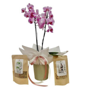 Phalaenopsis s bylinkovým čajem