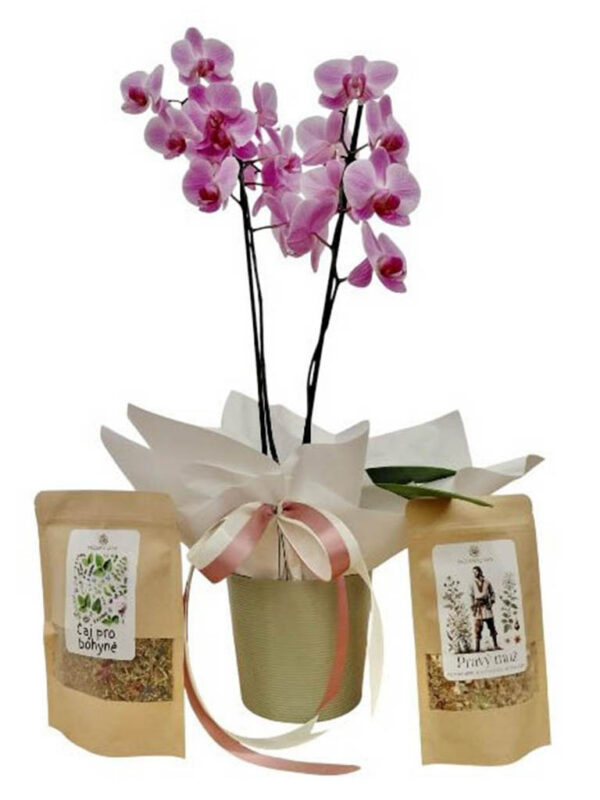 Phalaenopsis s bylinkovým čajem
